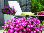 Schönsten Balkonpflanzen Fotos Wirklich Wunderbar