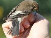 Ficedula hypoleuca, juvenil