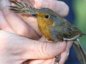 juvenil Erithacus rubecula