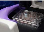 Revolucionario Tratamiento contra Cáncer gana Nobel 2018