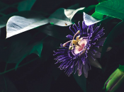 Pasiflora para acabar nervios