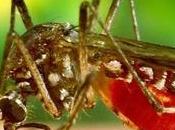 confirman casos dengue contraídos España