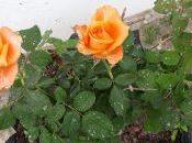 Años Cárcel Defender Agua Río.