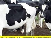 Analisis sector lechero