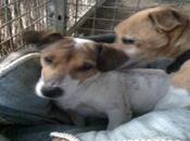 ALGUIEN VISTO......?? perro atropellado!!!