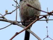 Mito-aegithalos caudatus-long tailed