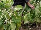 efecto 'engañoso' alimentos orgánicos