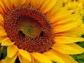 Girasoles como Plantas