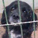Perrita prenada perrera Hellin. (Albacete)