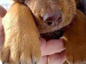 Cachorrito perrera (Cadiz)