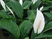 SPATHIPHYLLUM//SPATIPHILIUM//Espatifilo