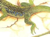 Lagarto Ocelado (Lacerta lepida) Lizard