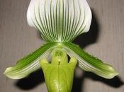 Zapatito Paphiopedilum