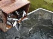 Liberados alevines truchas comunes Rivera Huéznar