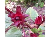 Hibiscus sabdariffa// flor Jamaica