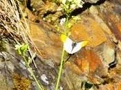 Explosión mariposas