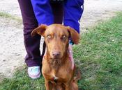 FOREST, cruce Podenco encontrado gran herida cuello