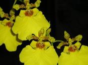 Oncidium Aloha