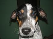 Historias adoptados Sugus