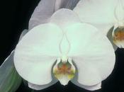 Phalaenopsis