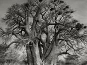 Fotógrafo pasa años tomando fotos árboles viejas resultados asombrosos