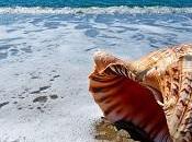 Pulse: caracola: Transformación Digital procesos