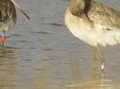 Aguja colinegra islandesa