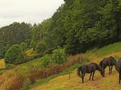 Caballos pastan tranquilos