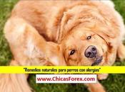 Remedios naturales para perros alergias