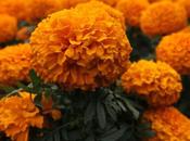 Flor cempasúchil