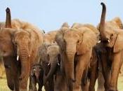 inteligente sensible sociedad elefante… nuestra crueldad