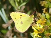 Blanca entre amarillas