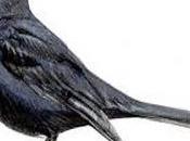 Pájaros verdad