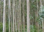 Mitos bosque: eucalipto