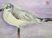 Gaviota cabecinegra Y084