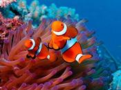 animales cambian sexo