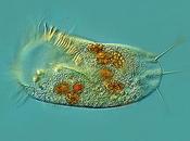 Stylonychia