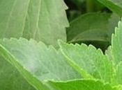 Stevia: mejor planta para diabetes