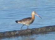 Aguja colinegra islandesa