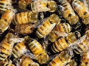 estudio demuestra Roundup fungicidas atraen abejas luego matan