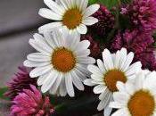 Manzanilla sauco para eccemas