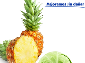 Artricenter: Piña repollo, aliados para combatir artritis.