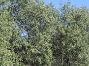 Álamo plateado (Populus alba)