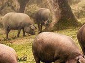 Enrique tomas cuenta mejor jamón bellota