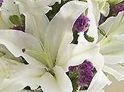 Azucenas blancas