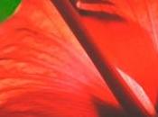 Hibisco