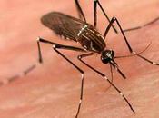 dengue hemorrágico mata bebés Brasil