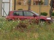 LENA, mamá galga famélica bebés mes. URGENTE (CÓRDOBA)