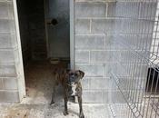 Urgentísima BOXER adopción perrera HUESCA: queda esta semana.