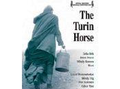 Turin horse